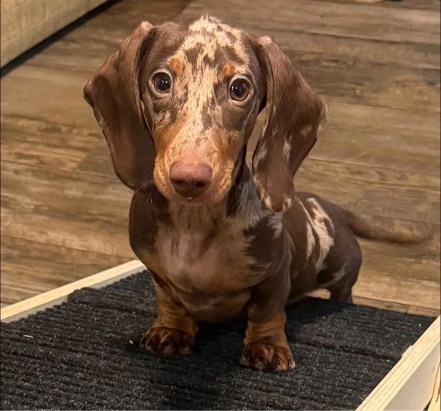 Chocolate andd tan dachshund.jpg