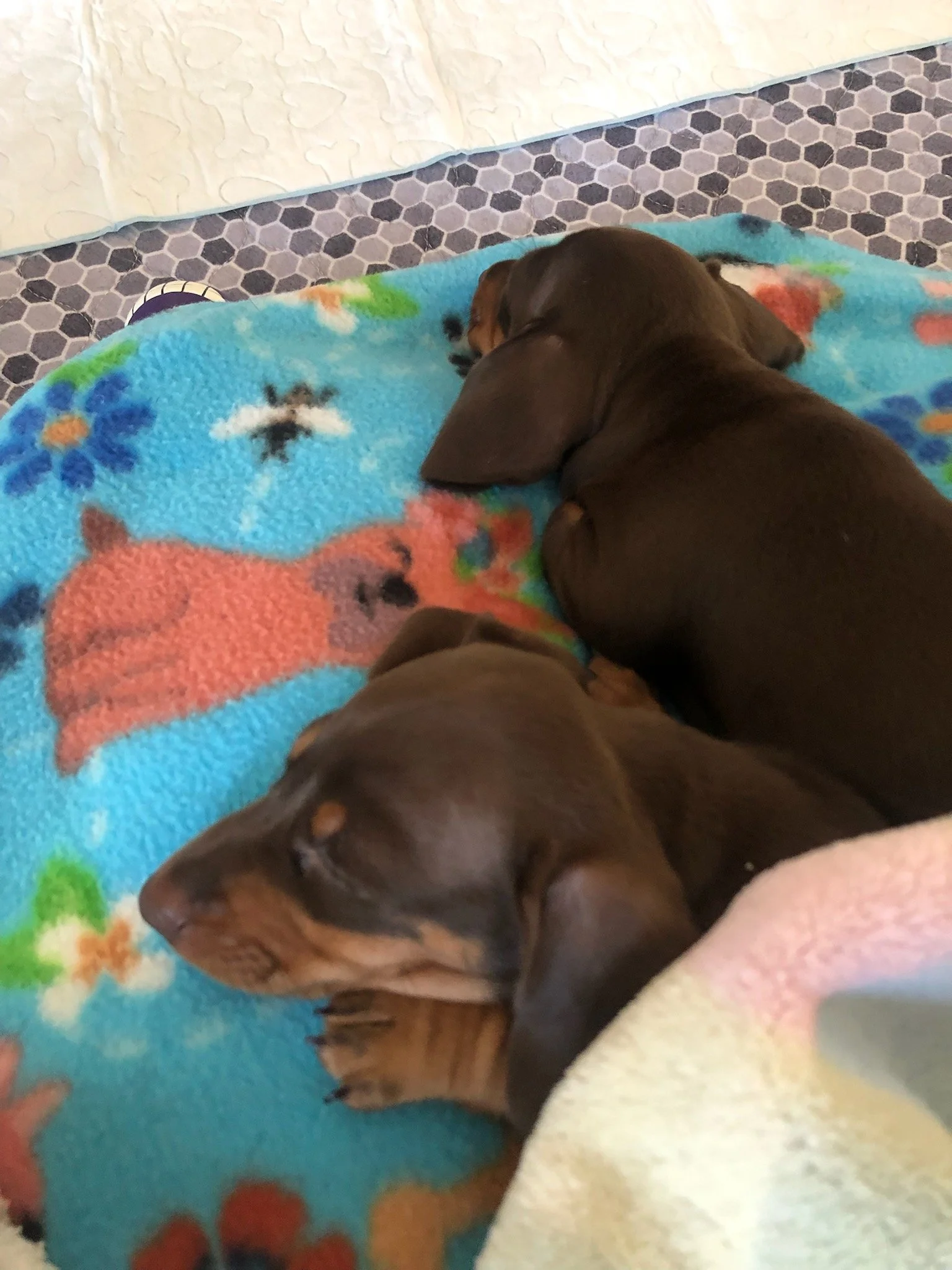 A small brown puppy lying on a colorful fleece blanket, resting on a patterned tile floor.