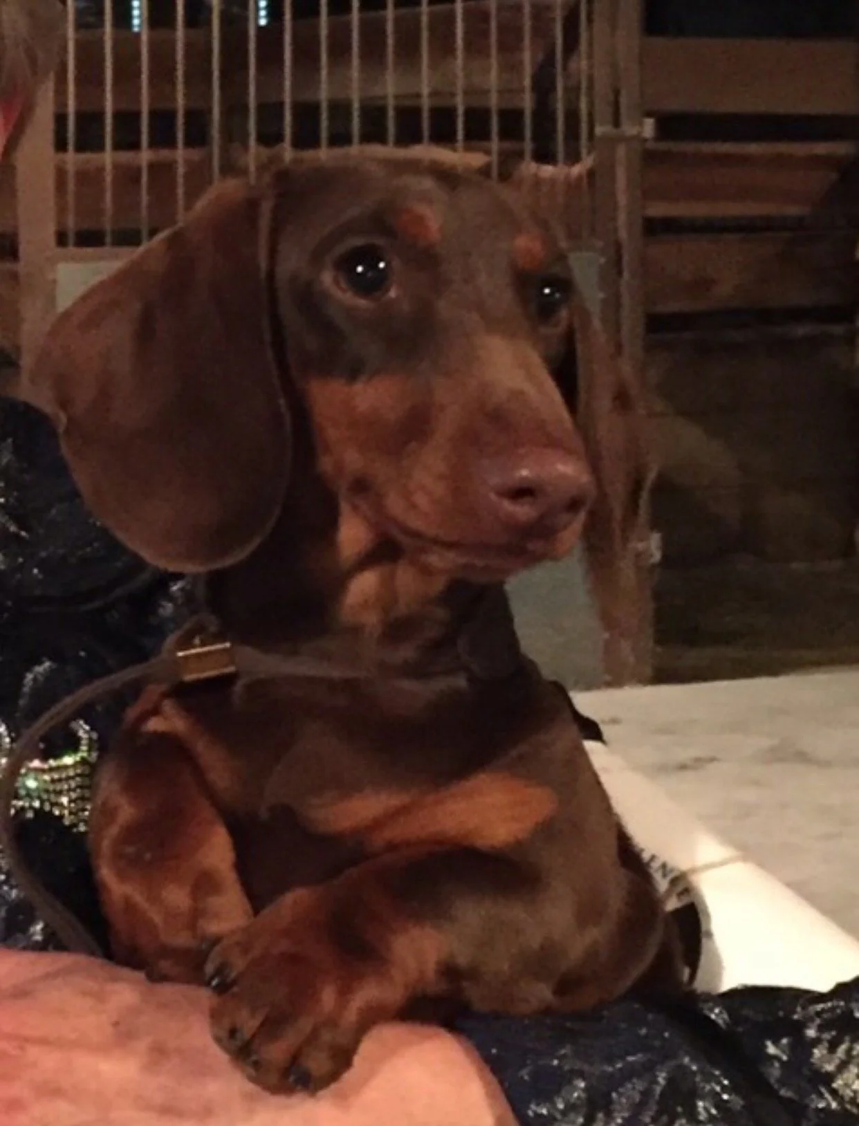 Chocolate and tan young dachshund