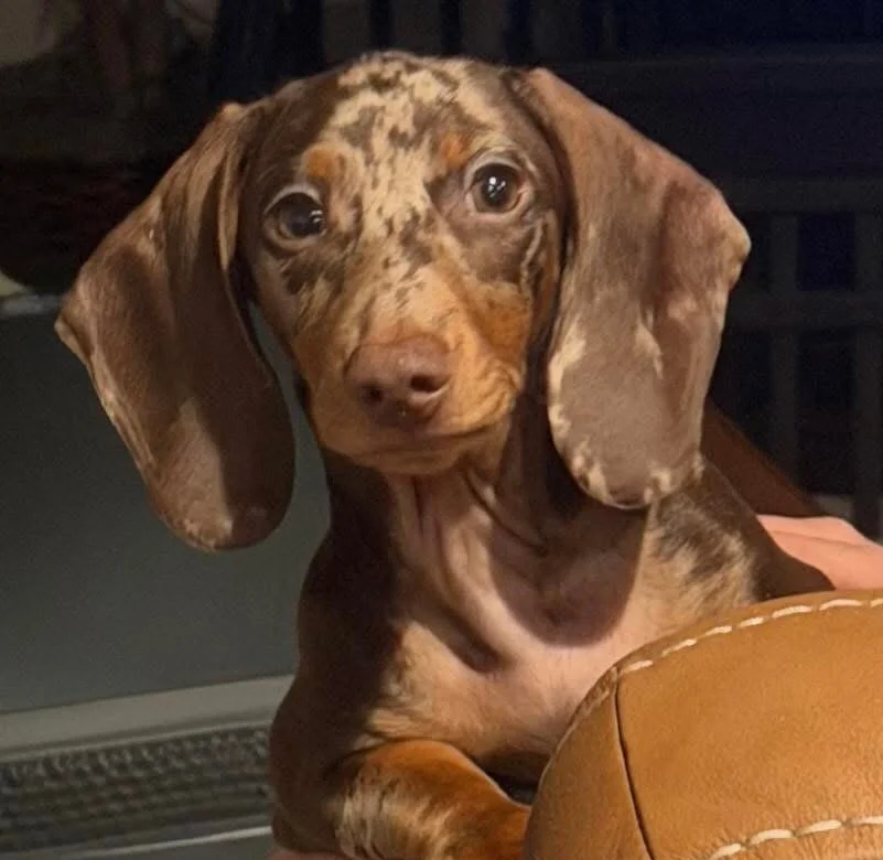 Dapple chocolate dachshund puppy.jpg