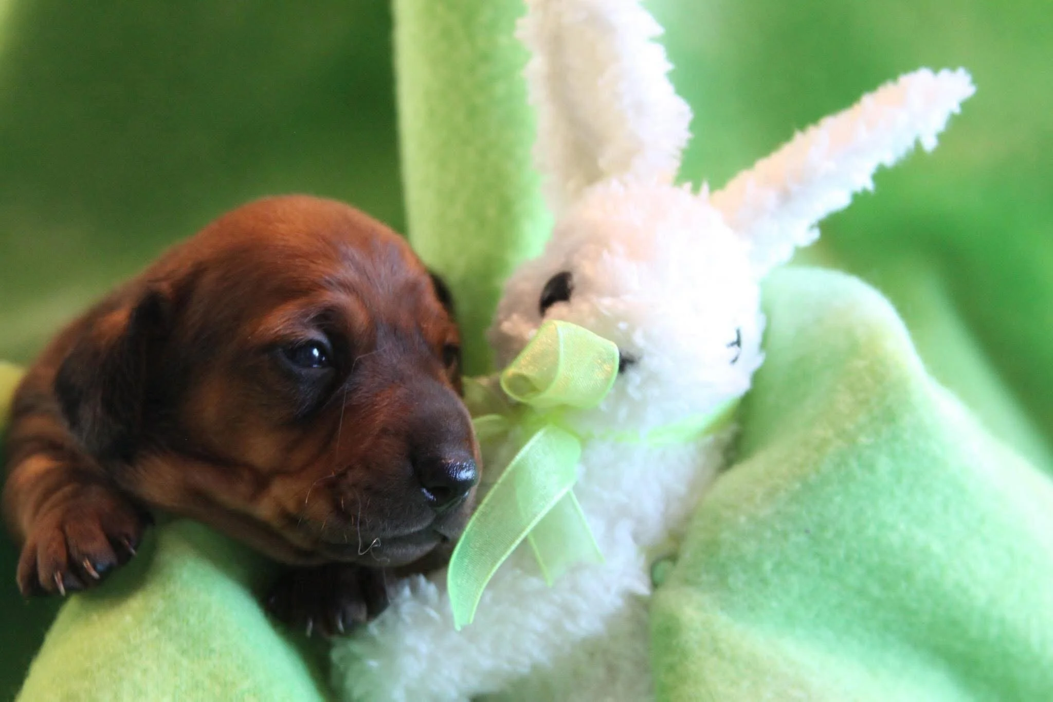 dachshund puppy with toy bunny.jpg