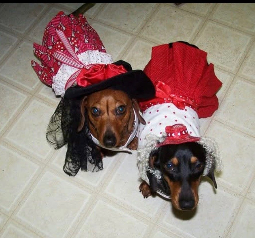 two dachshuns dressed in red dresses.jpg