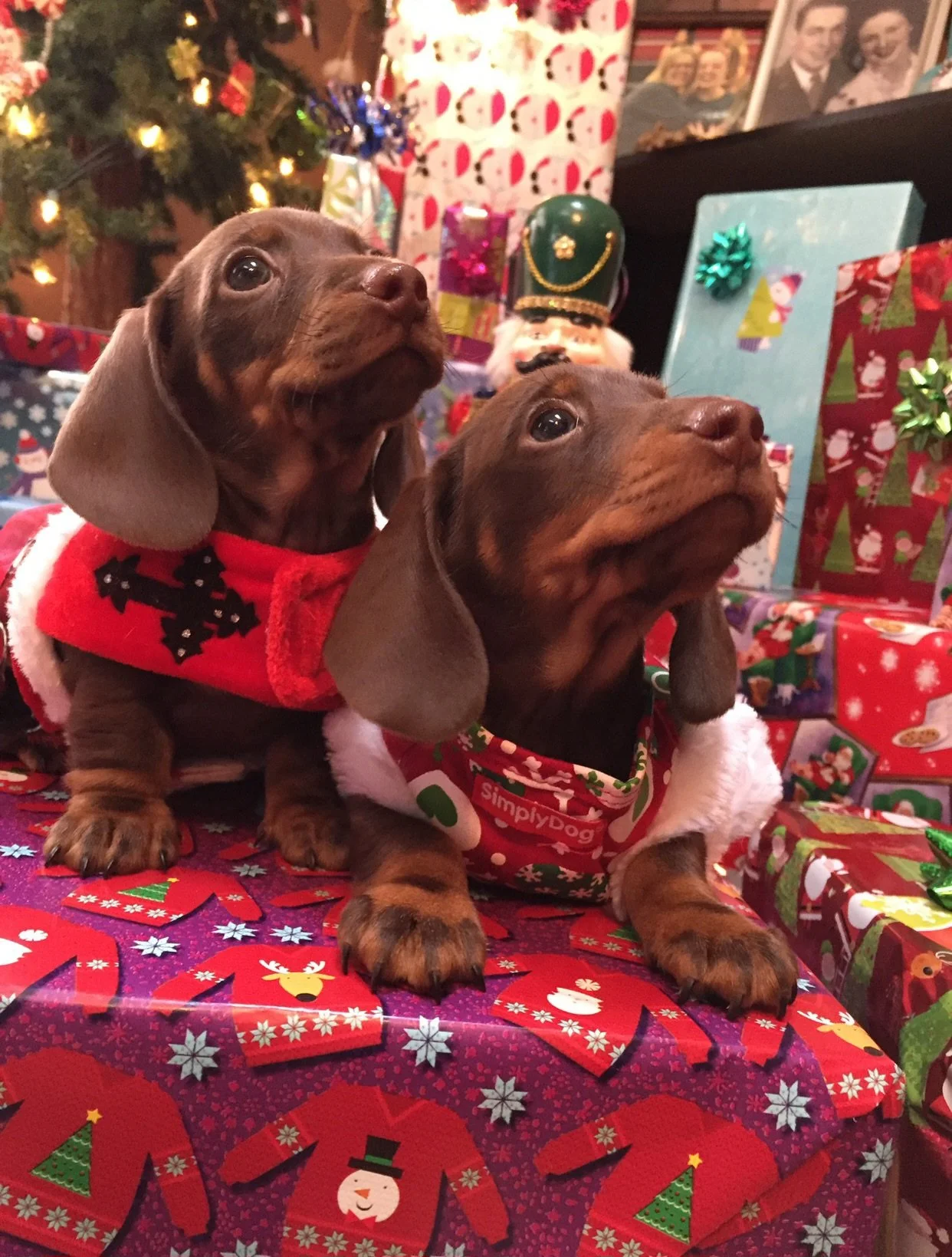 two chocolate  Christmas doxies.jpg