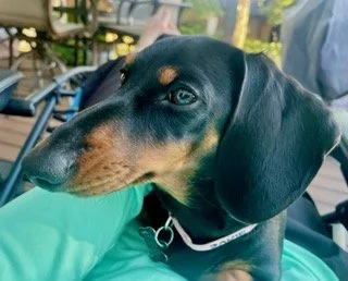 black and tan dachshund - face view.jpg