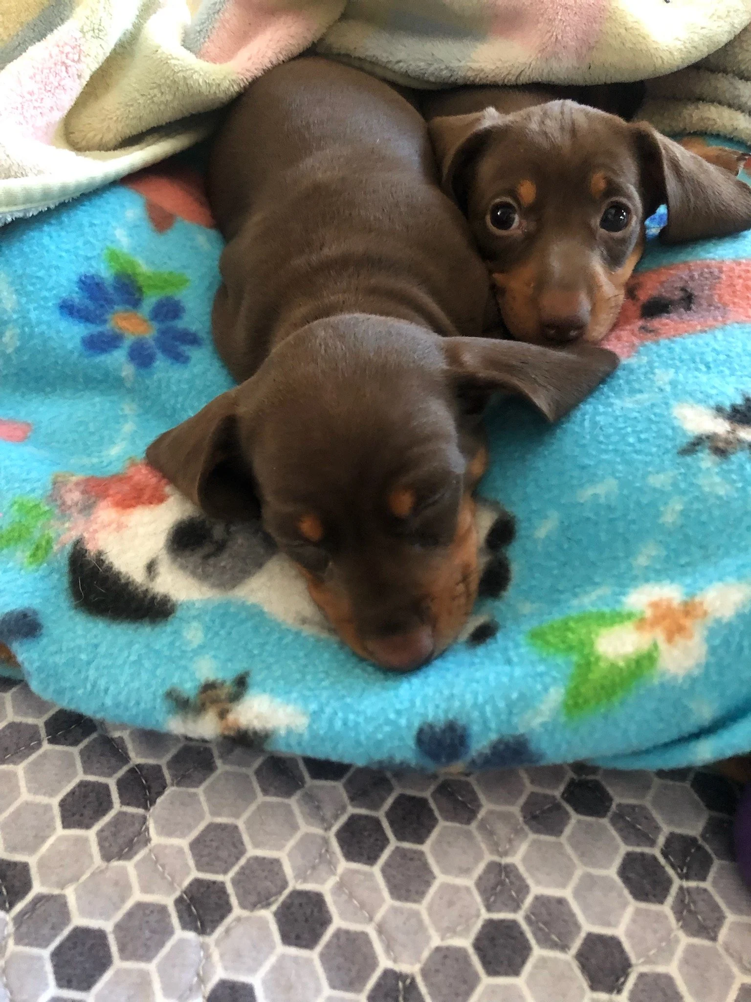Two adorable puppies, one with a grayish-brown coat, lying on a colorful fleece blanket with a floral and ladybug pattern. The puppies are resting on a surface covered with a honeycomb-patterned tile.