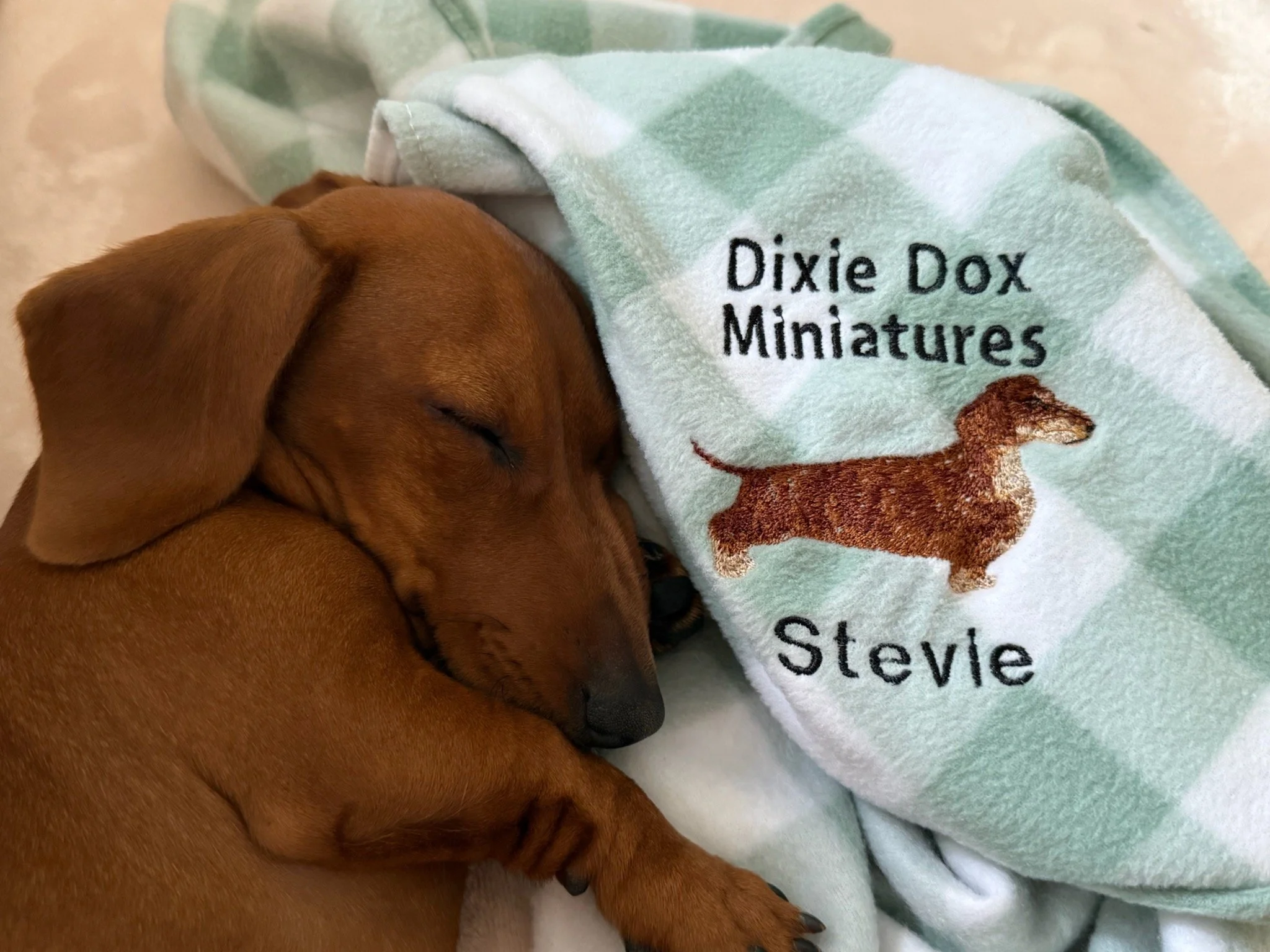 Stevie red dachahund sleeping on blue blanket.jpg