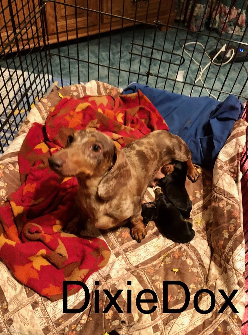 Two dachshund puppies, one with a brindle coat and the other black, lying together inside a metal wire crate on a quilted blanket, with a red and orange fleece blanket and a blue cloth. The background shows a wooden piece of furniture and a power strip on the floor.