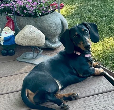 Black and tan adult dachshund.jpg