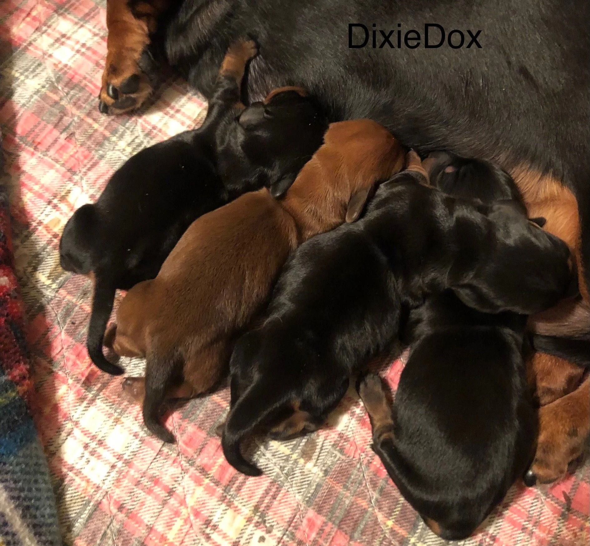  BChic & Pups