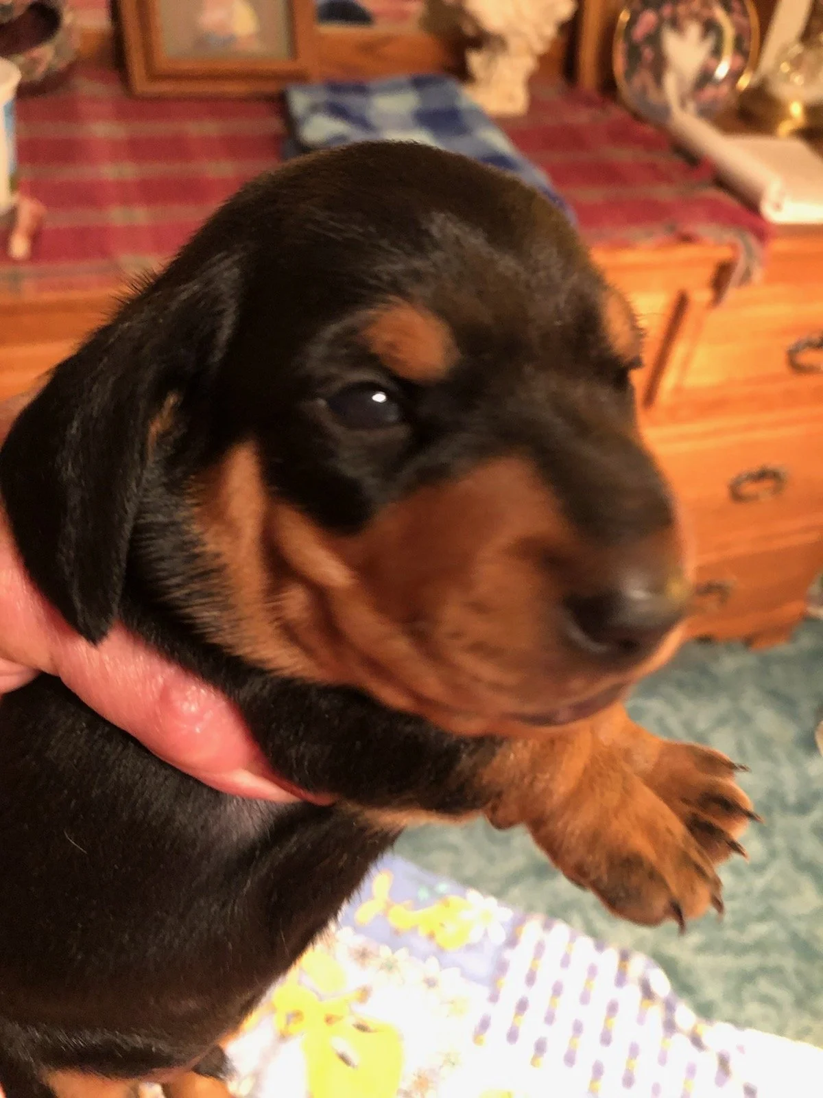 Close-up of a cute black and tan puppy being held by a hand, with a wooden dresser, framed pictures, and decorative items in the background.