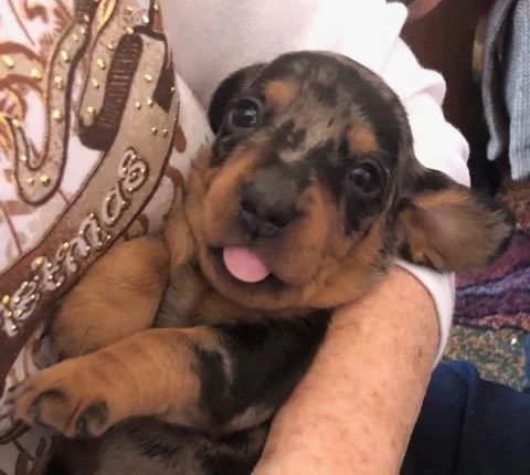 black and tan puppy.jpg