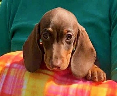 Chocolate puppy dachshund.jpg