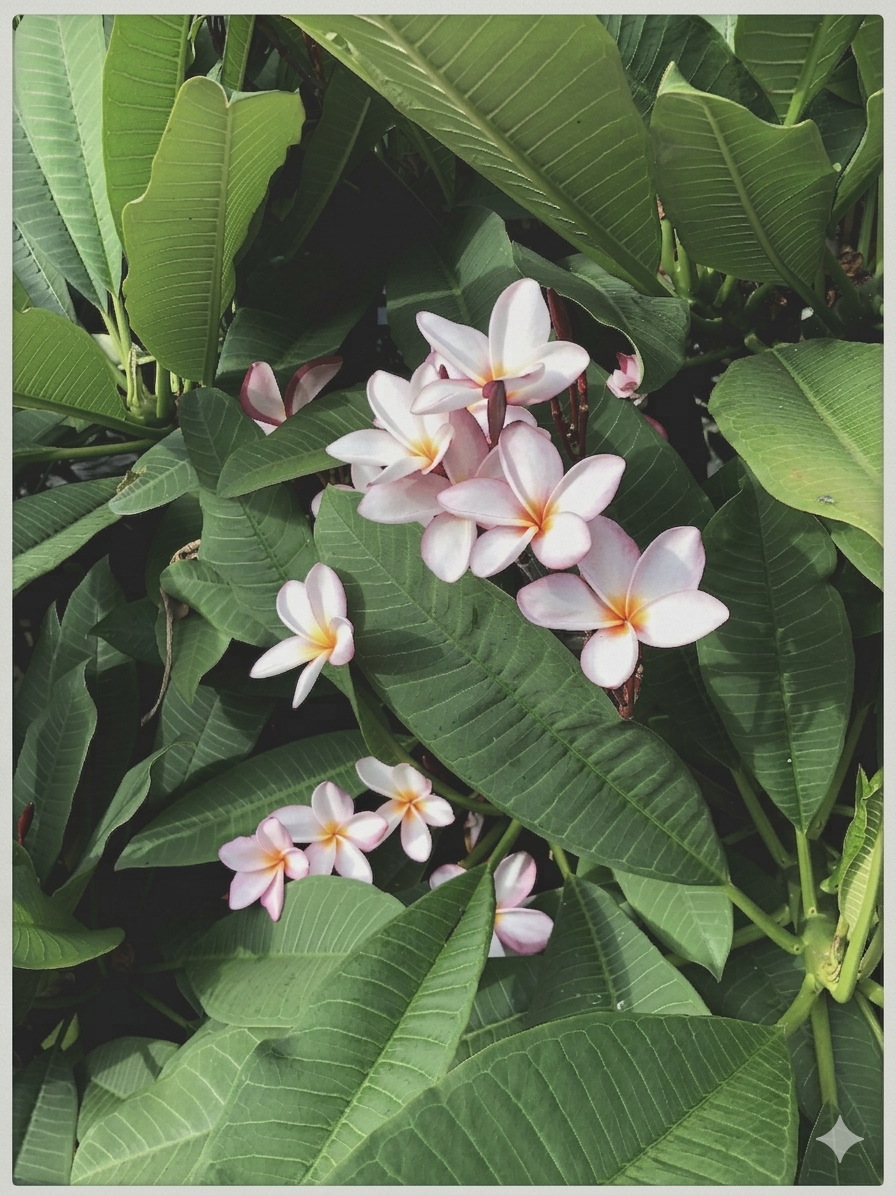 Cluster of pink and white plumeria flowers surrounded by large green leaves.