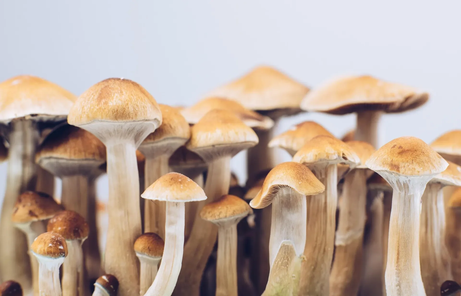 Forbes image of mushrooms growing