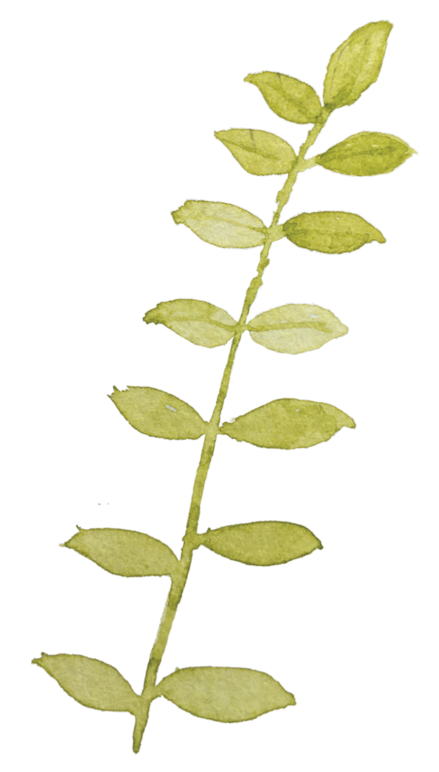 A single green leafy stem with multiple elongated oval-shaped leaves.