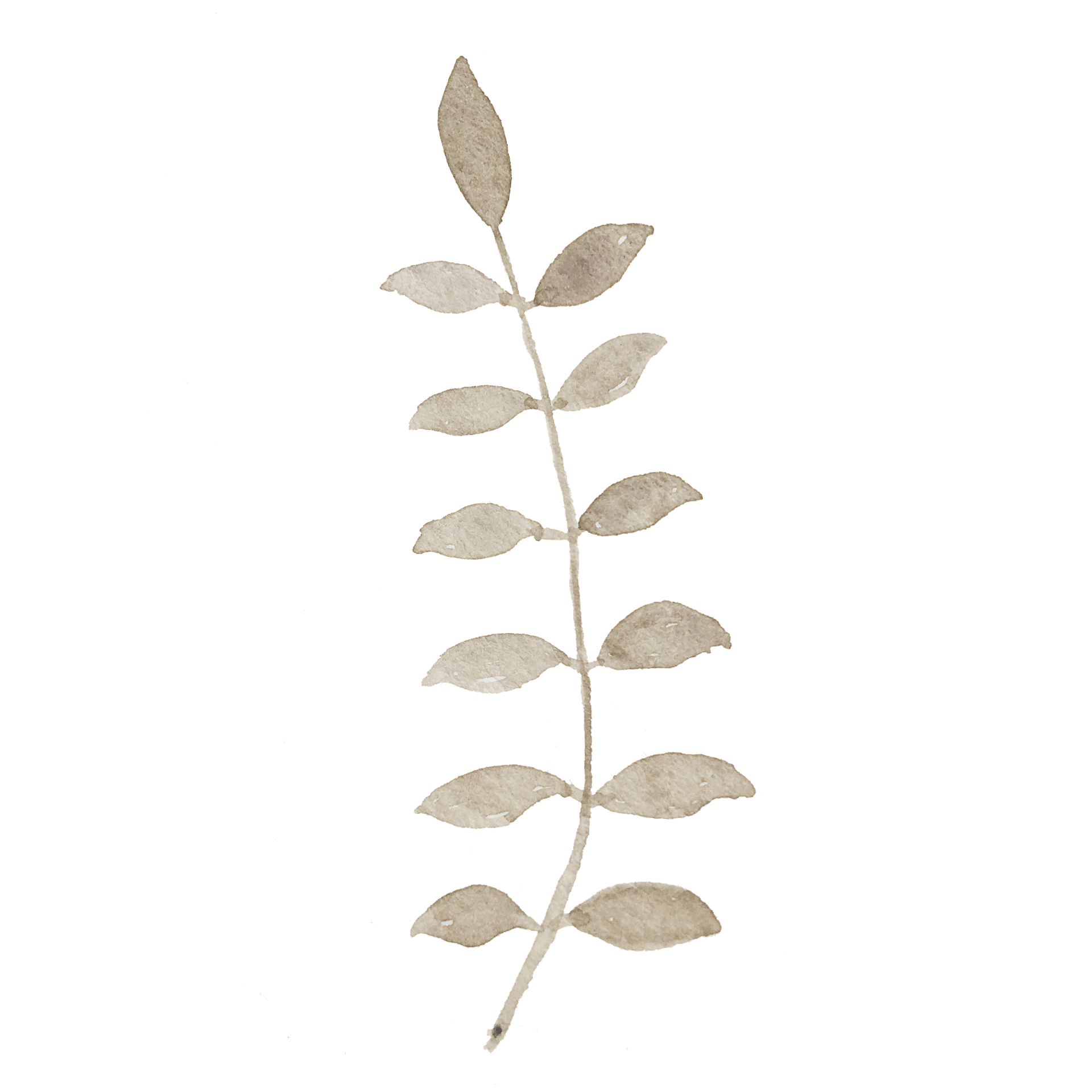 A watercolor illustration of a stem with leaves, showing nine leaves arranged along the stem. The leaves are painted in shades of beige and light brown, with a textured appearance.
