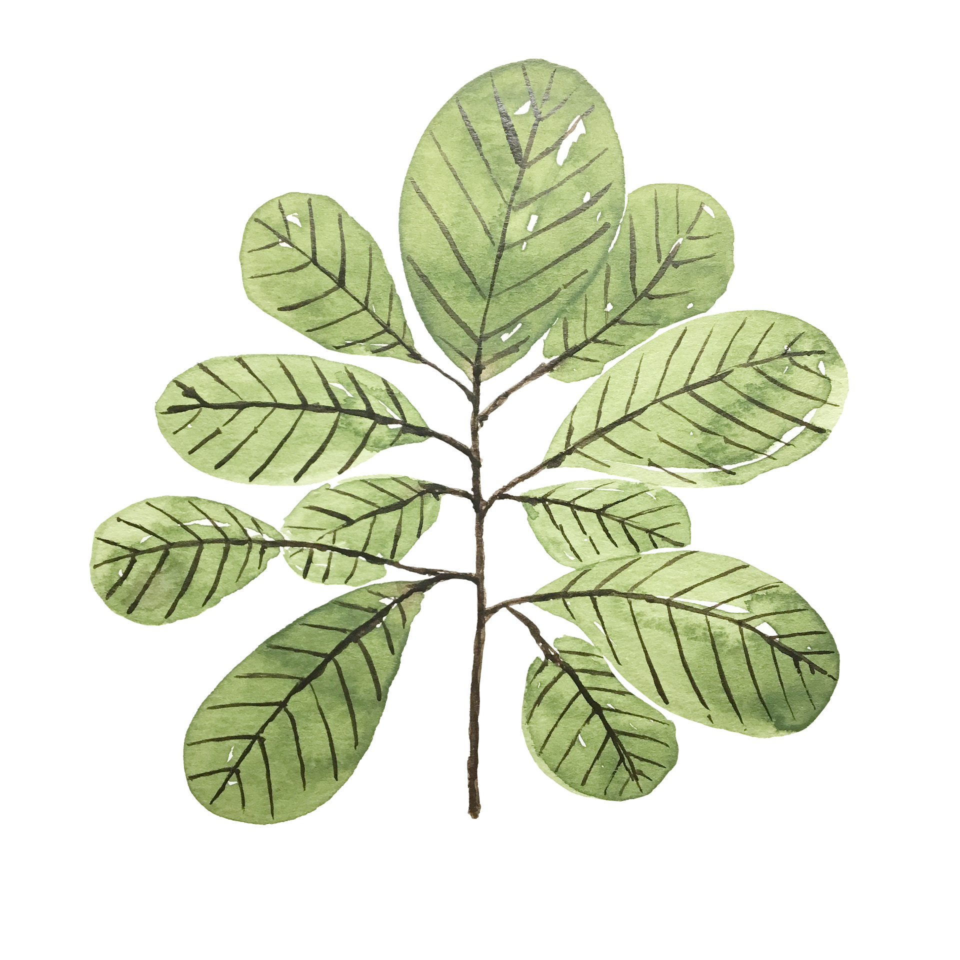 Watercolor illustration of a green plant with elongated leaves and dark veins, stem visible, set against a transparent background.