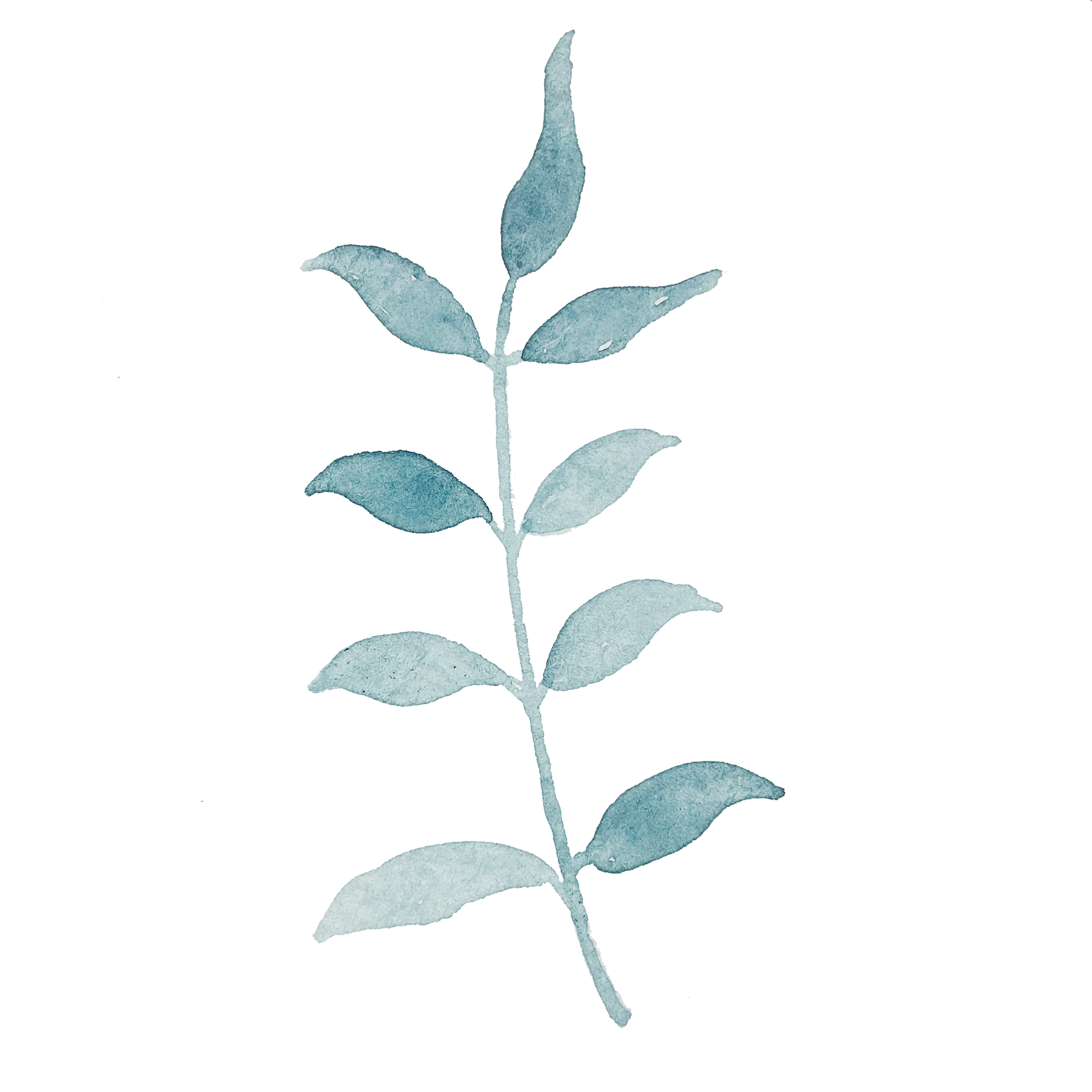 Watercolor illustration of a young plant with green leaves and a pink bud on a transparent background.