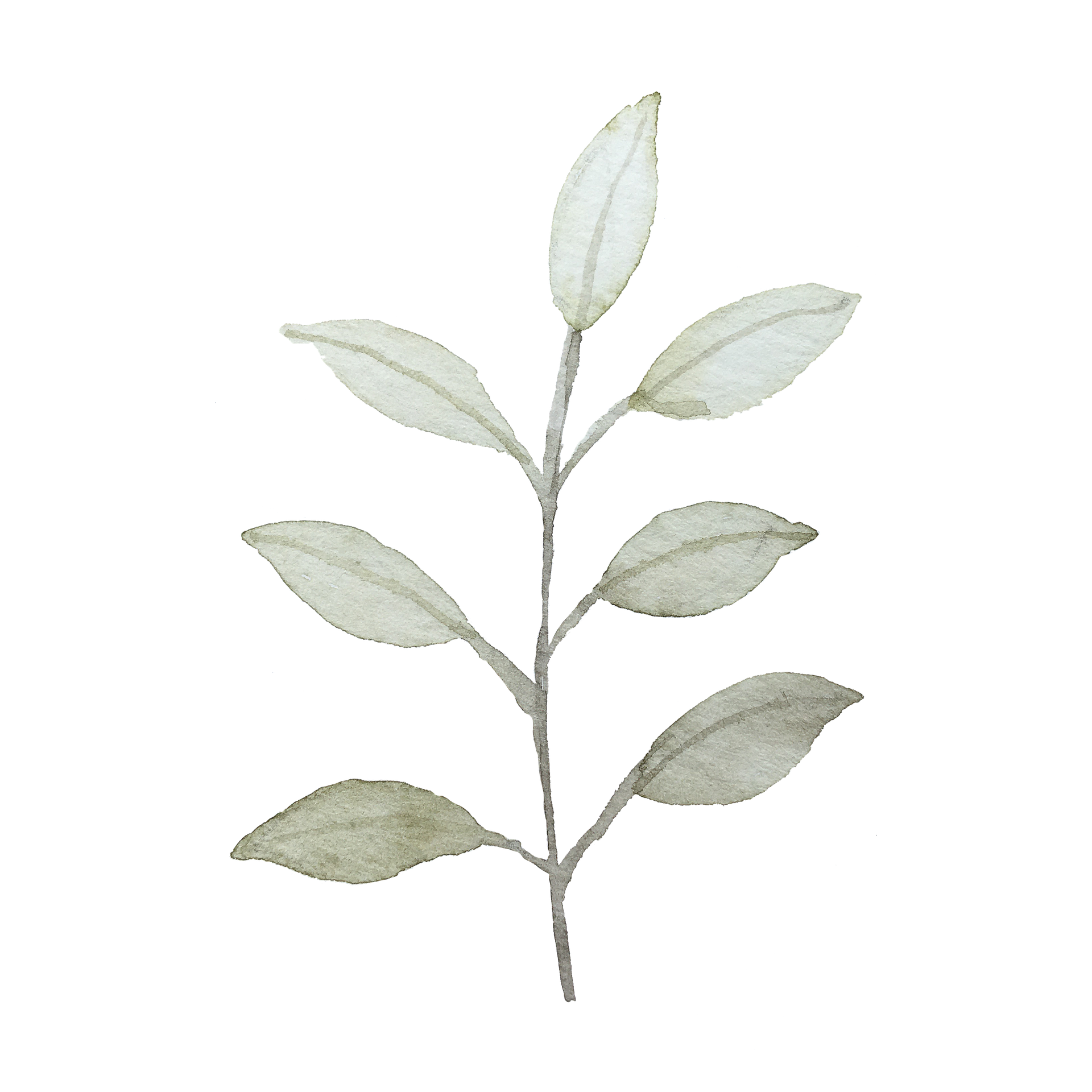 Watercolor illustration of a plant or branch with five pale leaves on a transparent background.