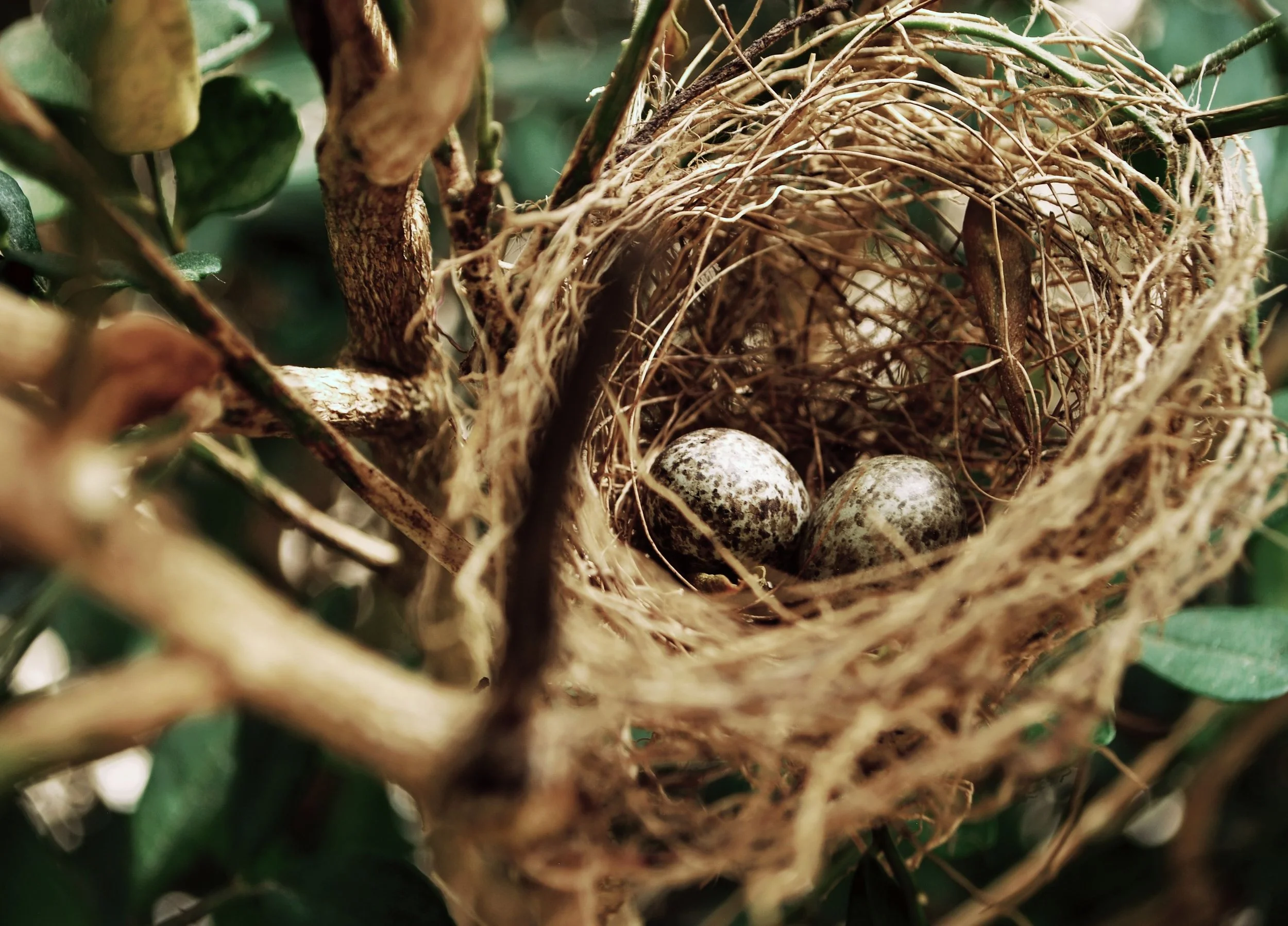 Nesting Inn