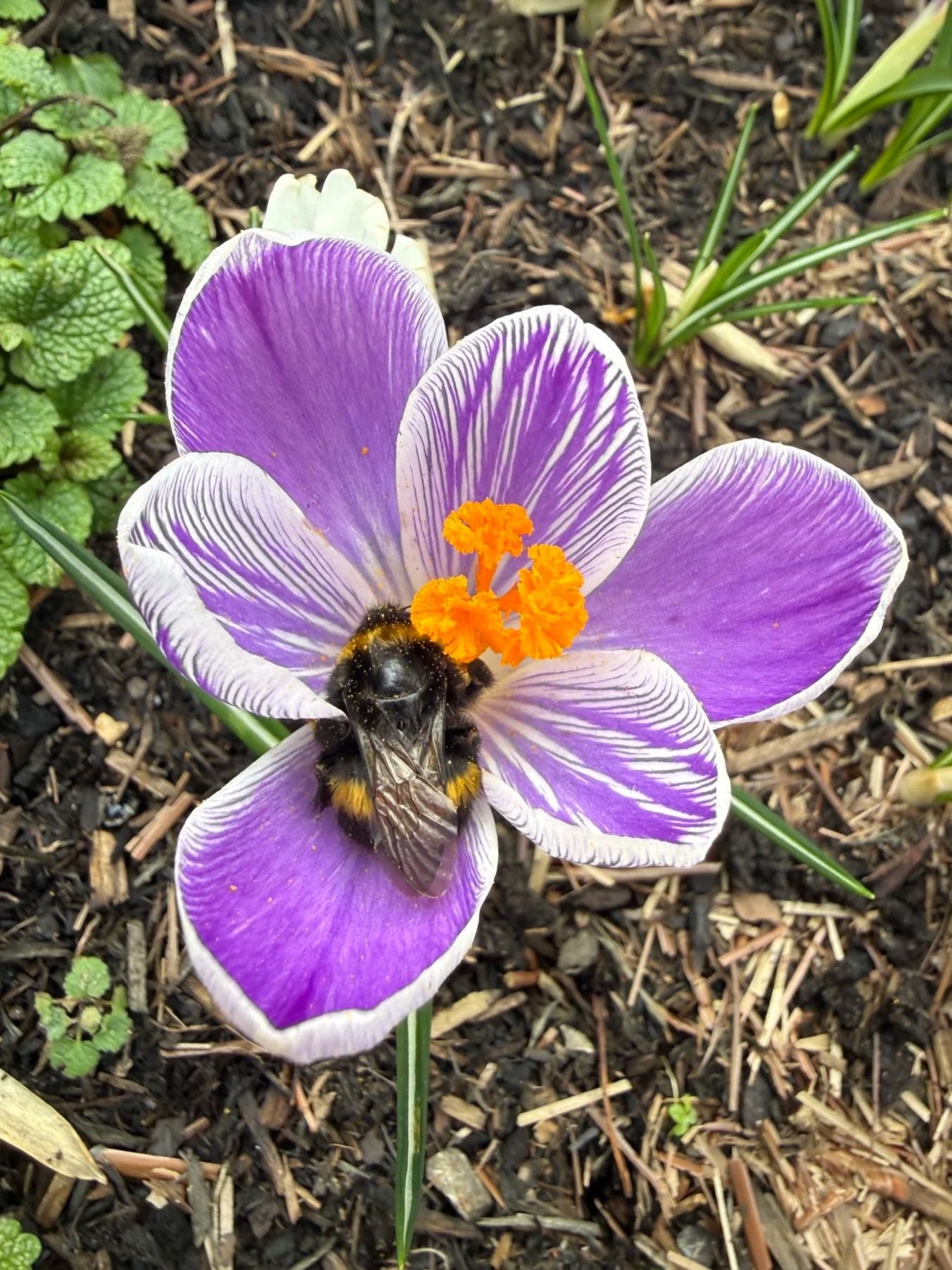A purple and white striped crocus flower with orange stigma, and a bumblebee collecting nectar, in a garden bed with soil, mulch, and green plants.