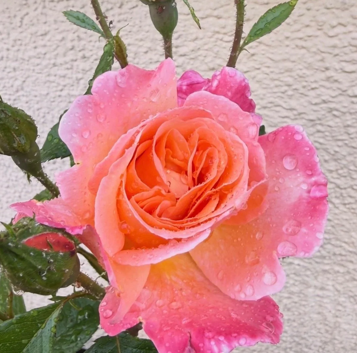 Pink and peach rose flower with water droplets on petals.