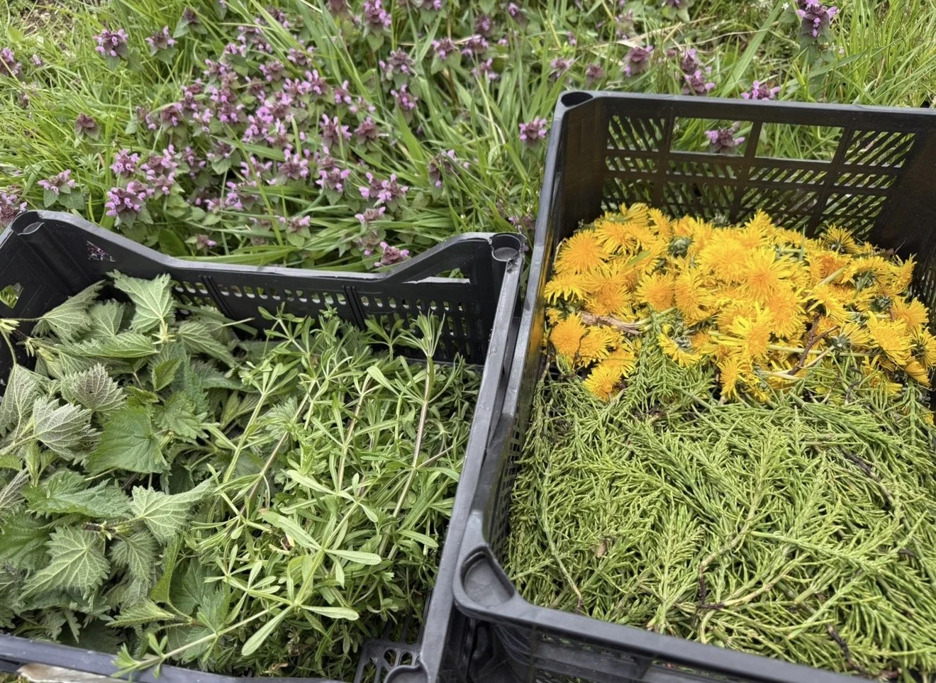 Crates filled with freshly picked herbs and dandelion flowers are placed on the grass, surrounded by purple flowering plants.