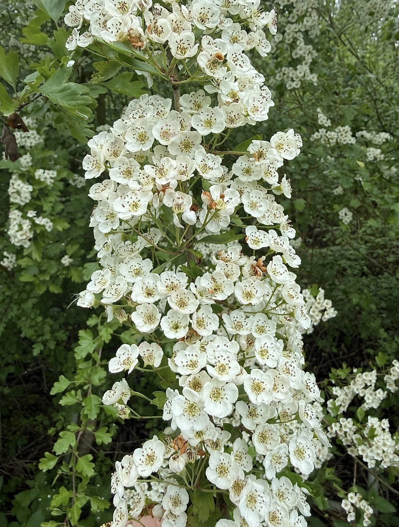 Hawthorn blossoms and green leaves, surrounded by greenery.