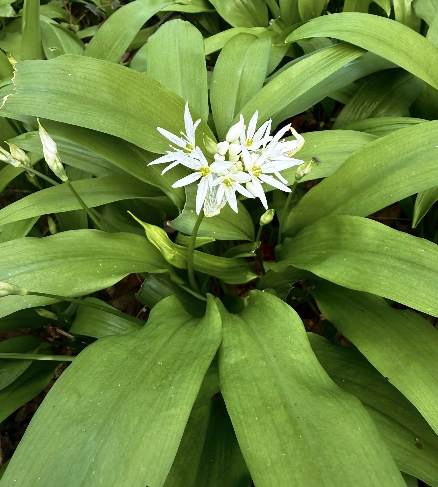 Close-up of wild garlic, also known as ramsons. 