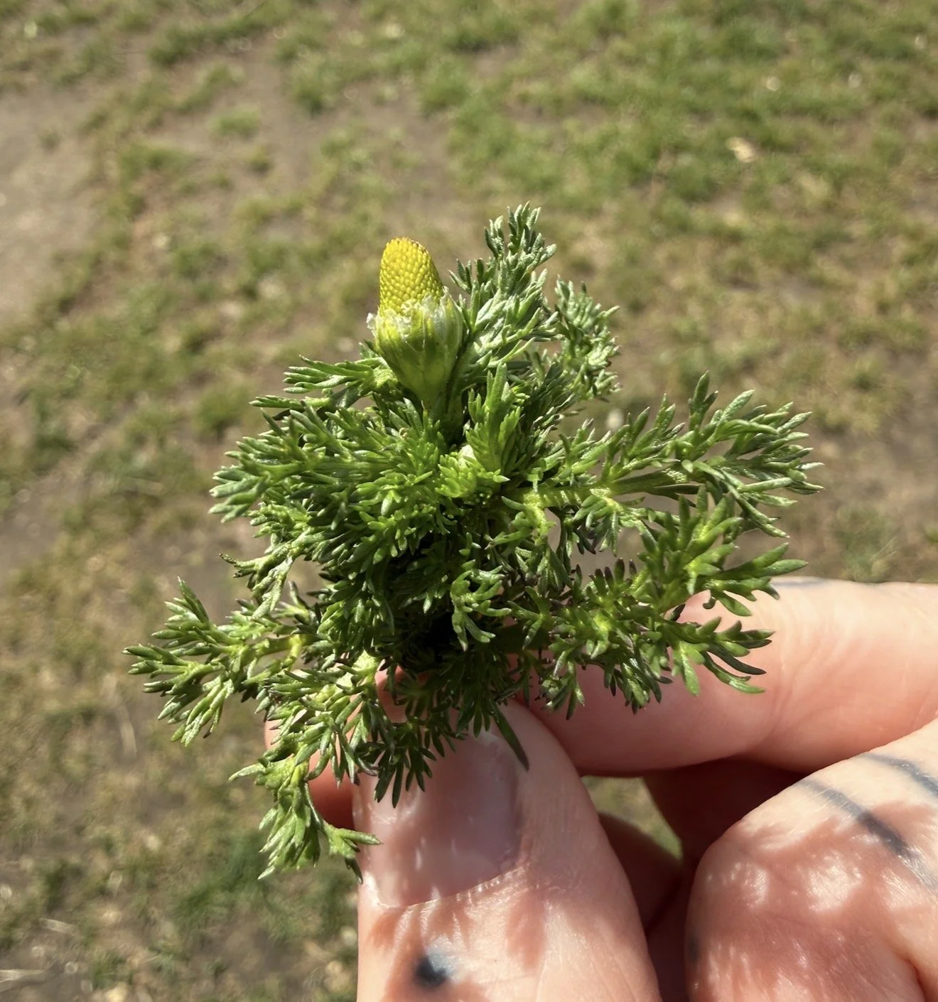 Close-up of a person's hand holding a small green sprig of Pineapple Weed with a yellow flower bud on top, with blurred grass and dirt background.