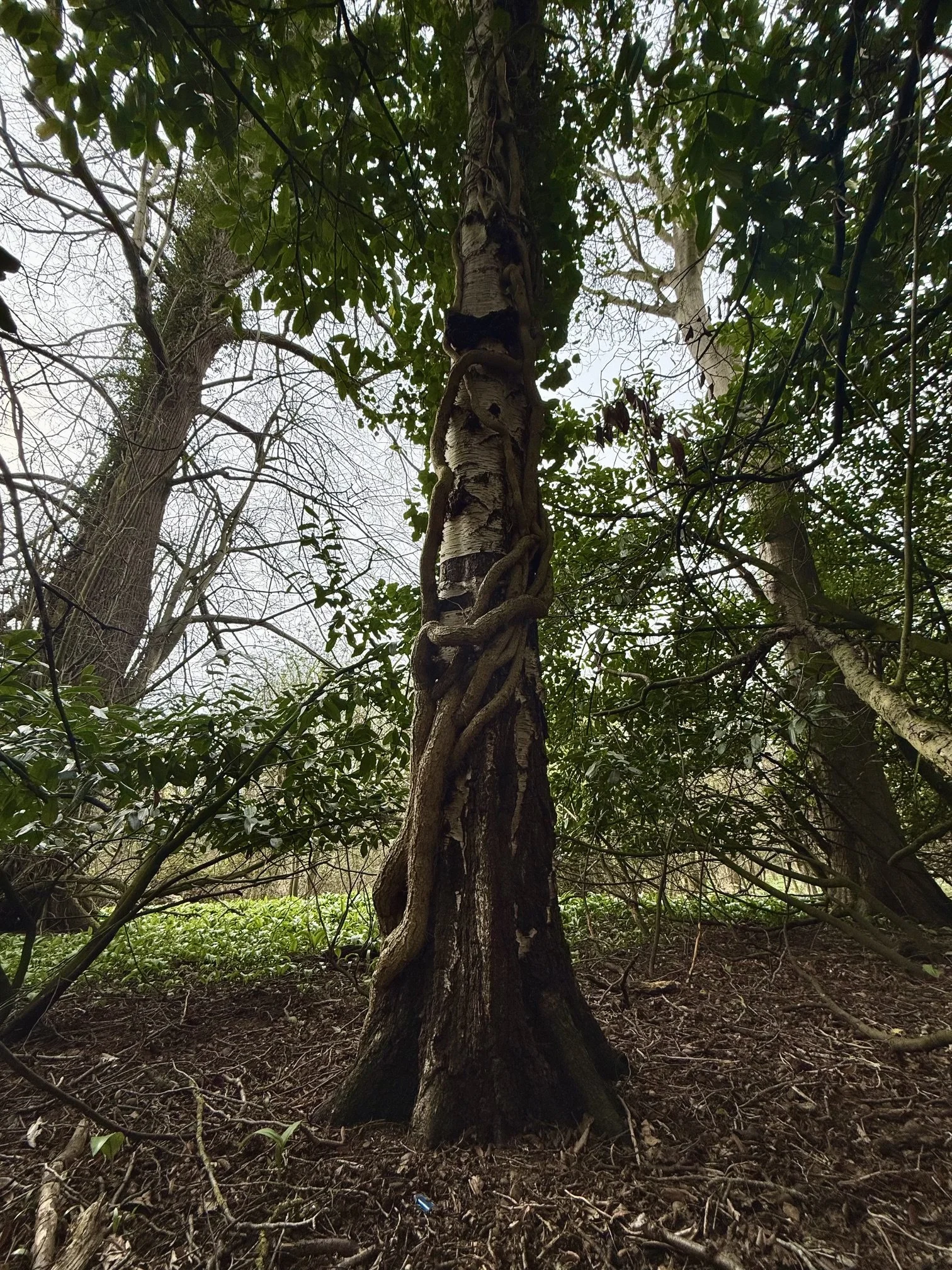A close-up view of a tall tree trunk with ivy and other plants growing on it, set in a forest with multiple trees in the background and a cloudy sky overhead.
