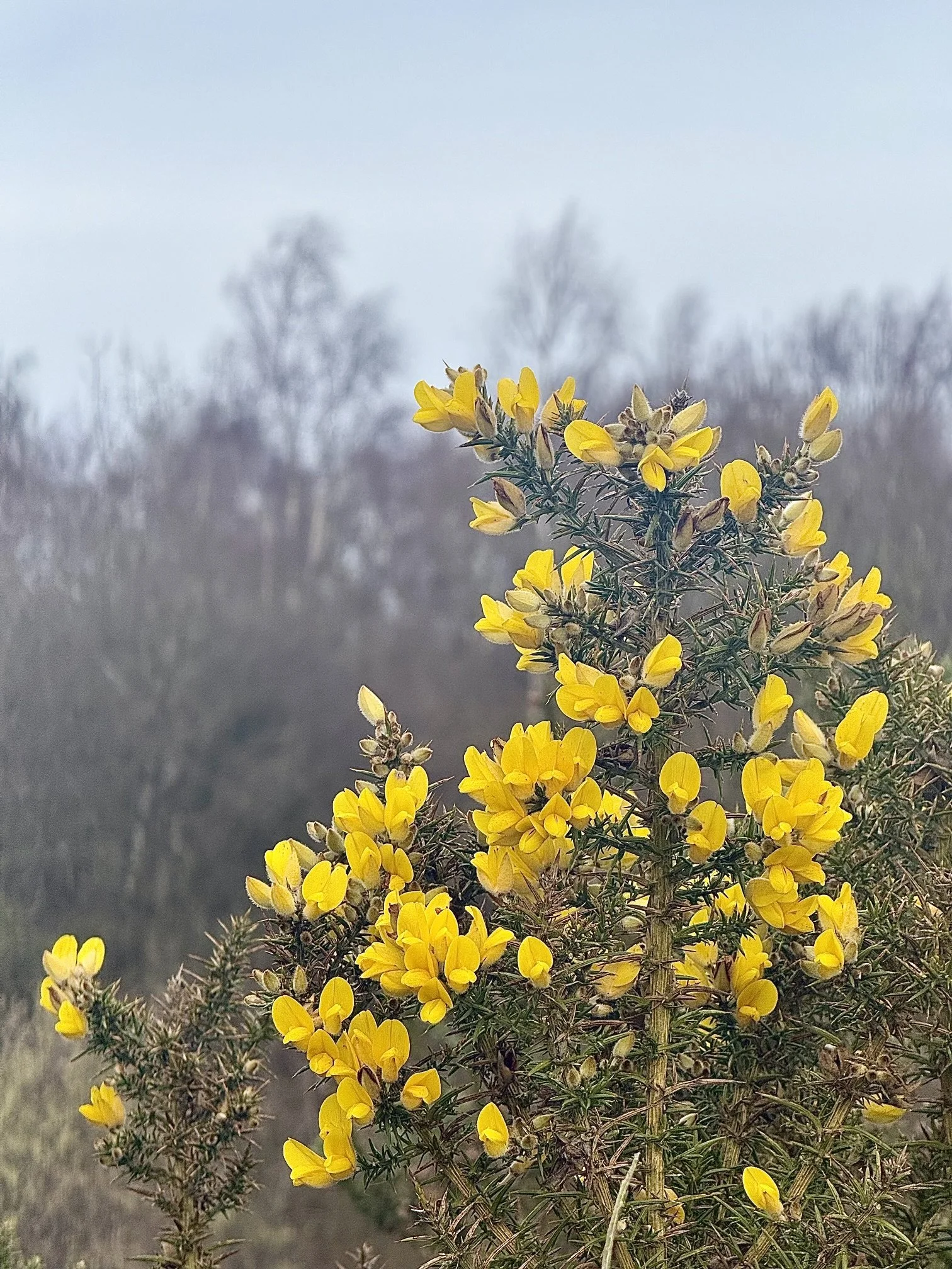 A close-up of a flowering plant with bright yellow flowers and spiny green stems, set against a blurry background of leafless trees and a pale sky.