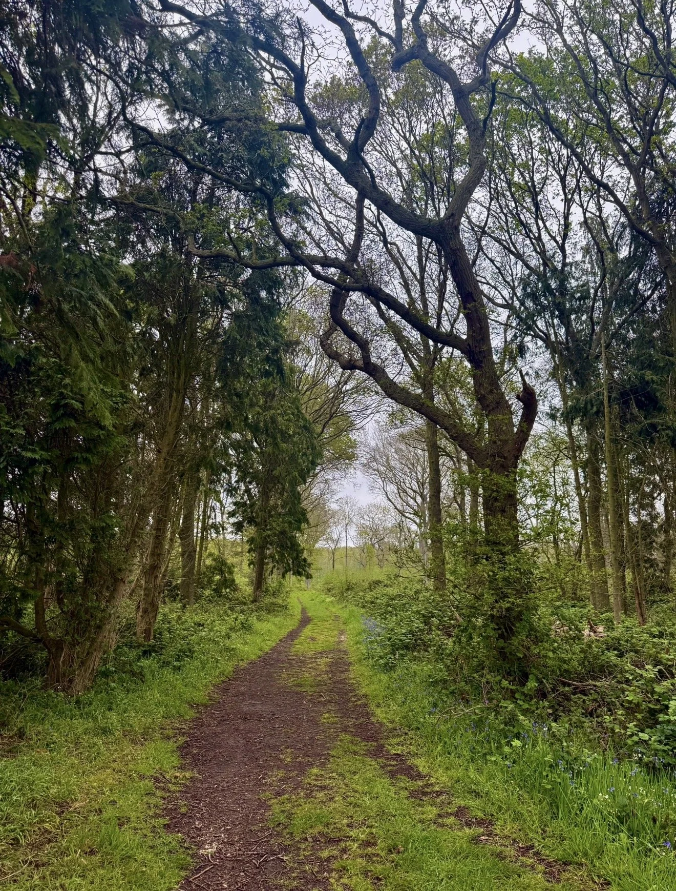 A forest trail surrounded by trees with fresh green leaves, leading into a misty wooded area.