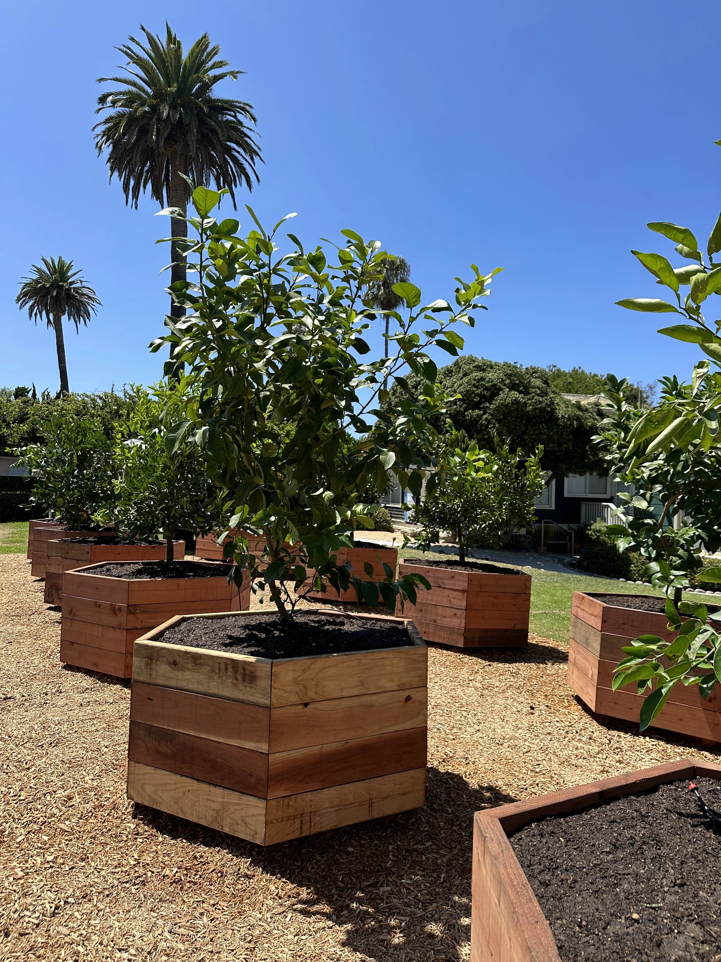 Close up shot of the assorted citrus trees