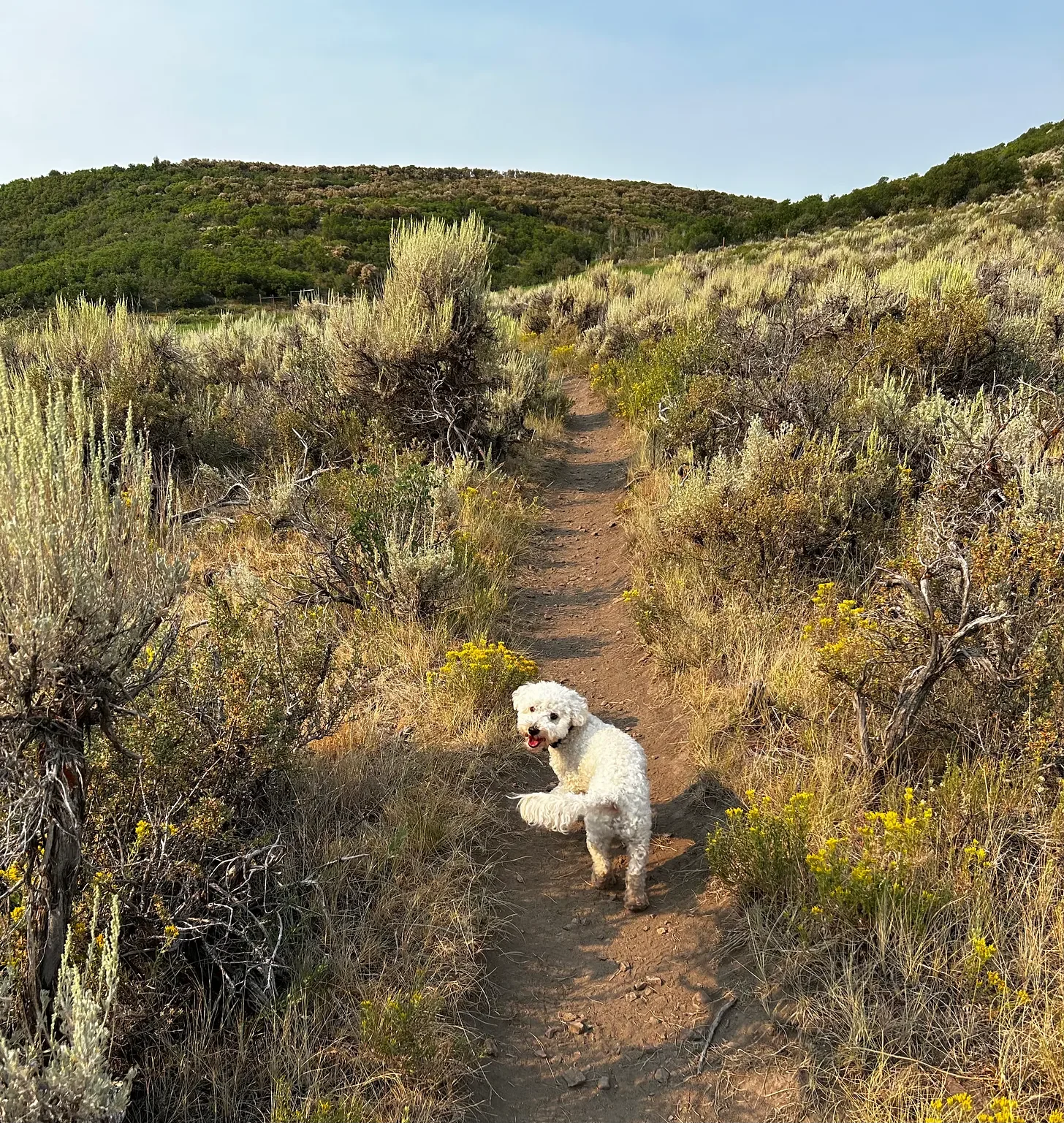 A white curly-haired dog standing on a dirt trail in a dry, shrub-filled landscape with green hills in the background, under a clear blue sky.