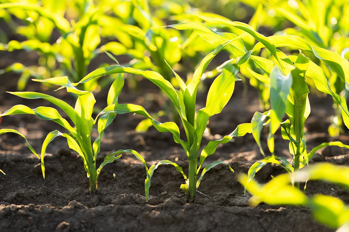 Young corn plants growing in soil on a sunny day.