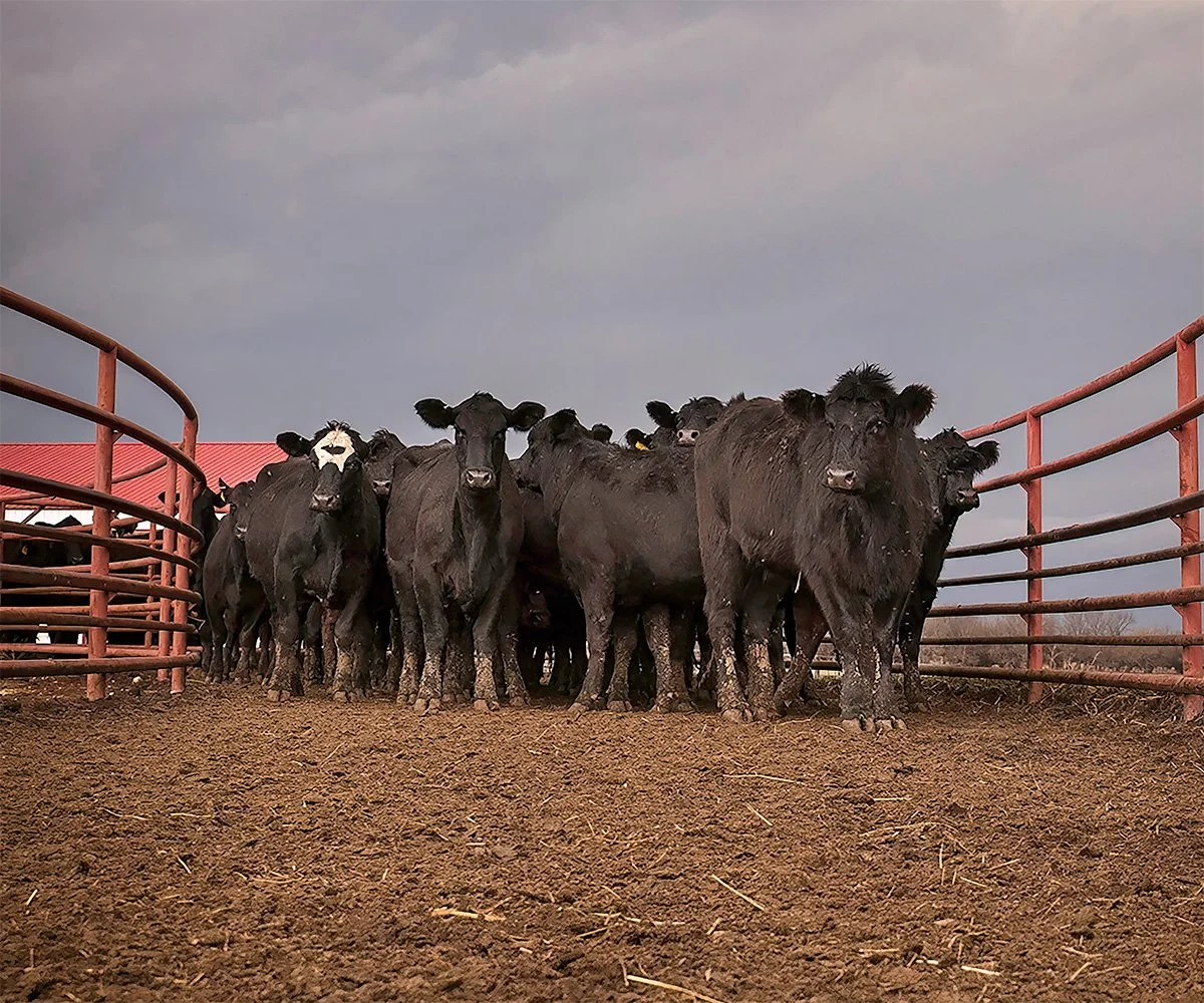 Group of black cattle standing in a dirt pen with red metal fencing and a cloudy sky in the background.