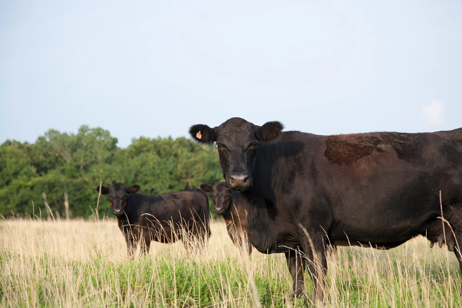 A group of black cows grazing in a grassy field with trees in the background under a clear sky.