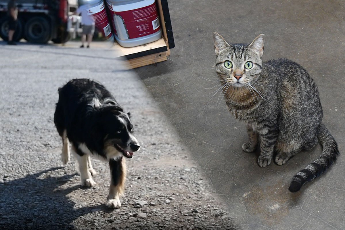 A split image showing a black and white dog on a gravel surface on the left and a gray tabby cat with green eyes sitting on a concrete floor on the right.