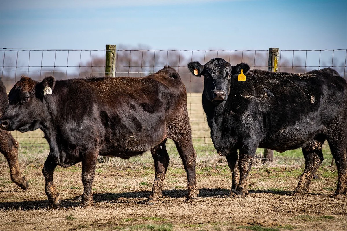 Three black and brown calves standing on dirt ground inside a fenced pasture, with a blue sky and distant trees in the background.