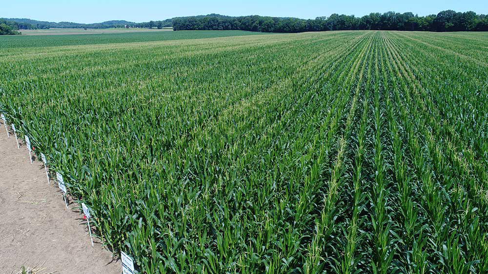 Corn test plot for soil sampling and testing