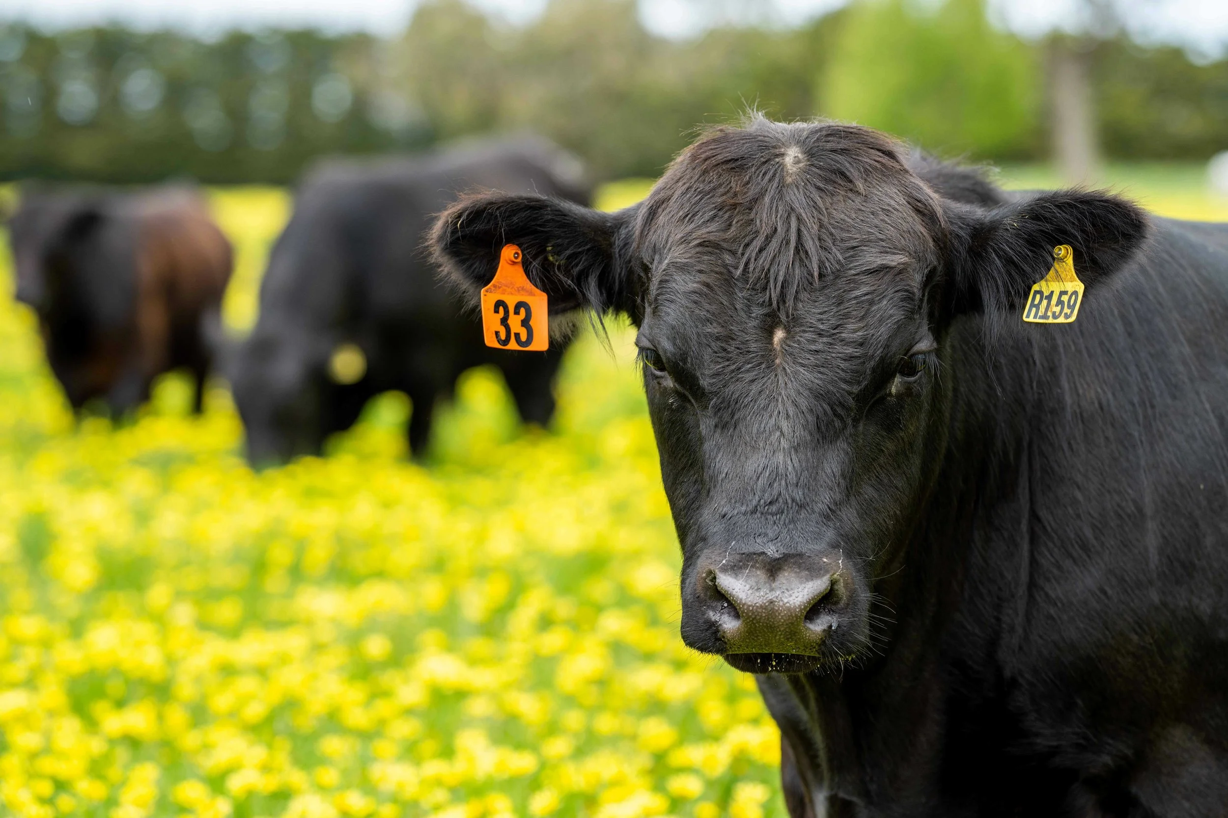 A close-up of a black cow with orange and yellow ear tags, standing on a grassy field with yellow flowers. Other cows are visible in the background with blurred trees.