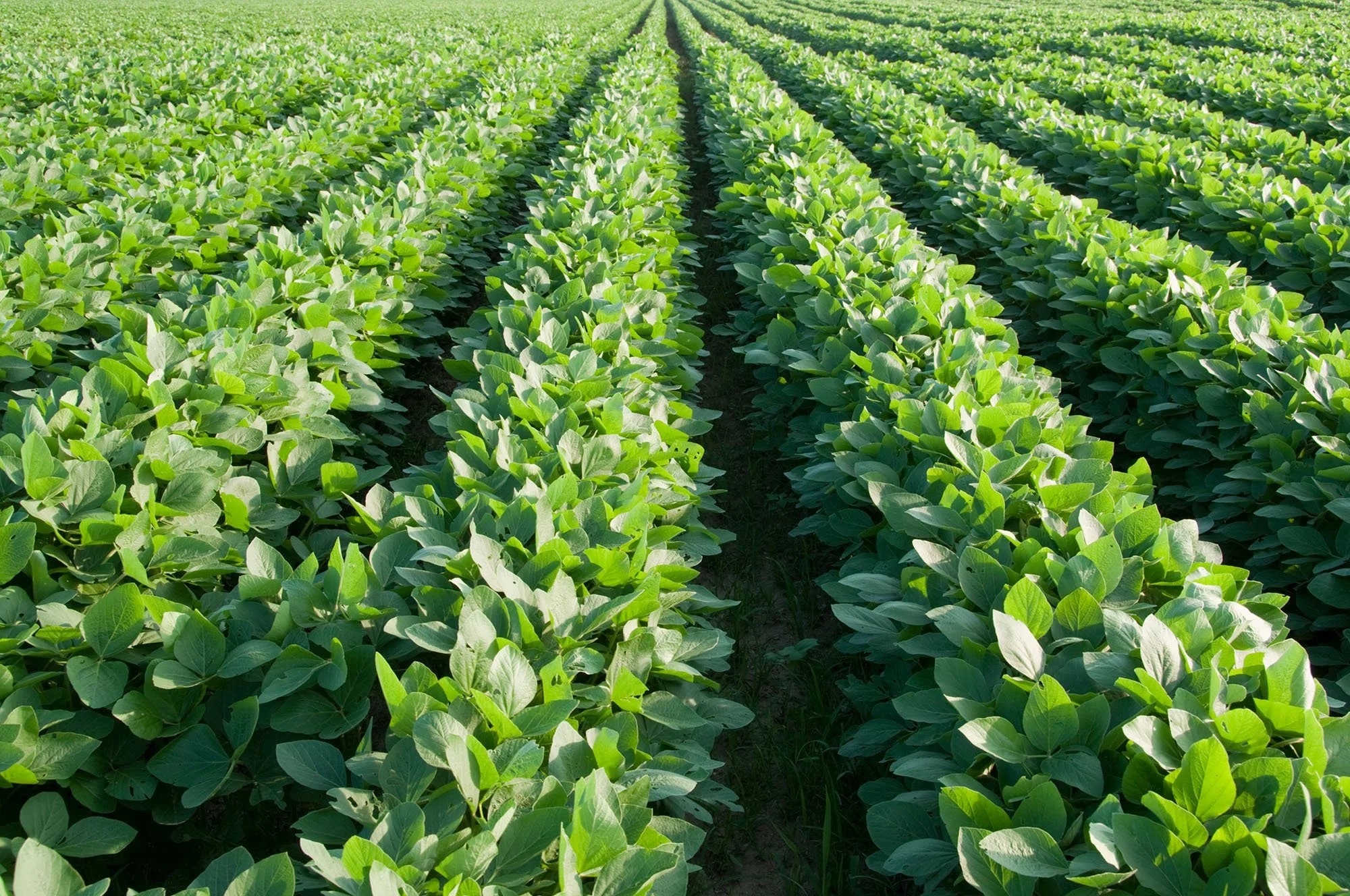 A lush green soybean field with neat rows of plants stretching into the distance.