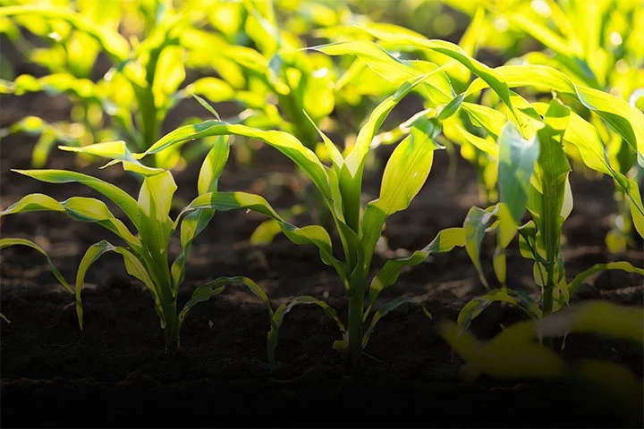 Young corn plants growing in soil under sunlight.