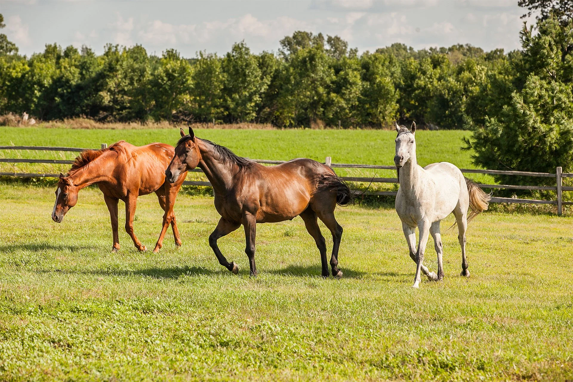 Three horses walk on a green grassy field with a wooden fence and trees in the background under a partly cloudy sky.