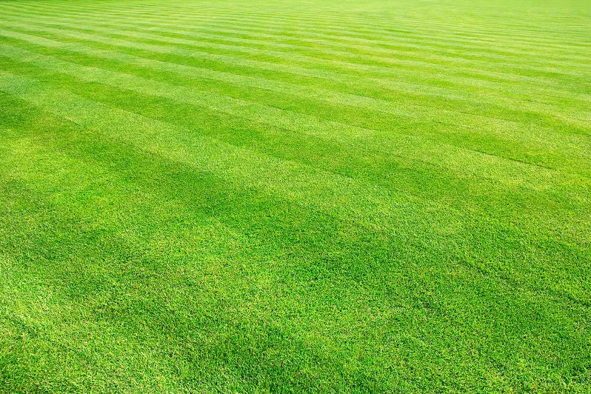 Well-maintained green grass field with striped pattern