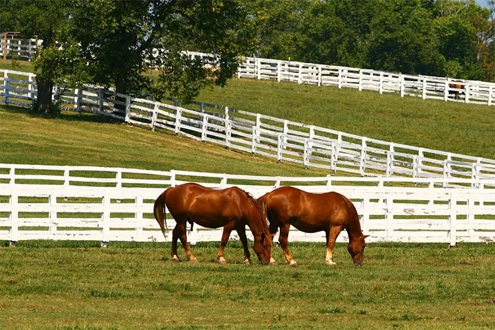 Two brown horses grazing on a green field with white fencing and trees in the background.