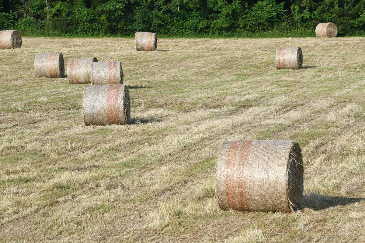 Hay bales scattered across a grassy field with trees in the background.