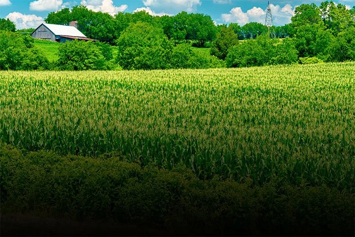 A lush green farm with a cornfield in the foreground, trees and a barn in the background under a partly cloudy sky.