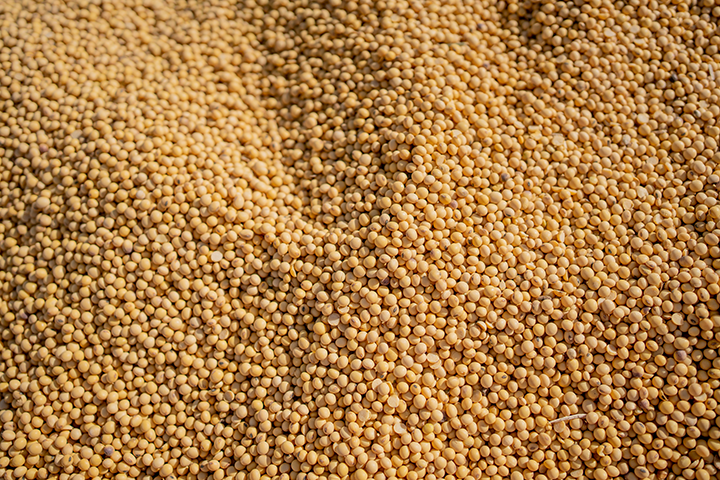 soybean-seeds